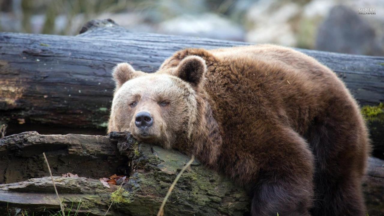 Отель Lazy Bear Езерца Экстерьер фото